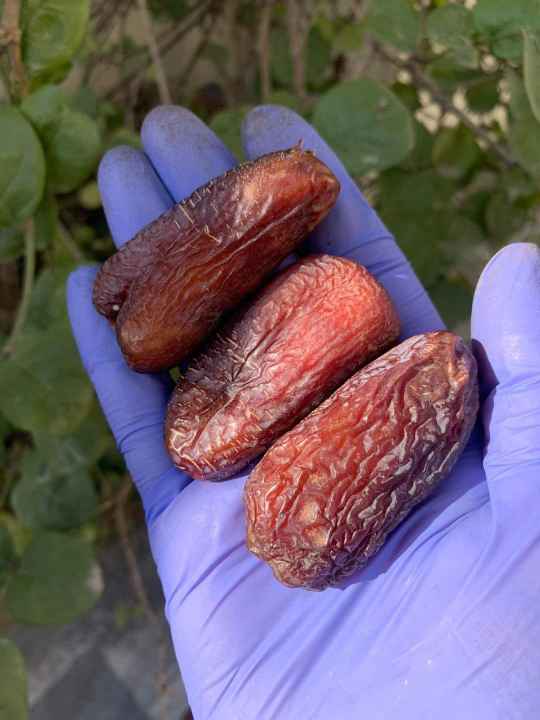 Amber Dates (Amber Khajoor)